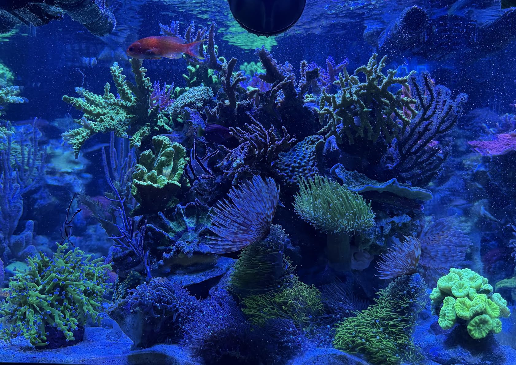 NICREW HyperReef 200 Gen 2 Reef LED Light, 200W Reef Aquarium Lighting for SPS LPS Corals and Saltwater Fish Tanks, Enhanced Violet and Blue Spectrum, Wide Angle Lens, 5 Channels Fully Programmable customer photo 2