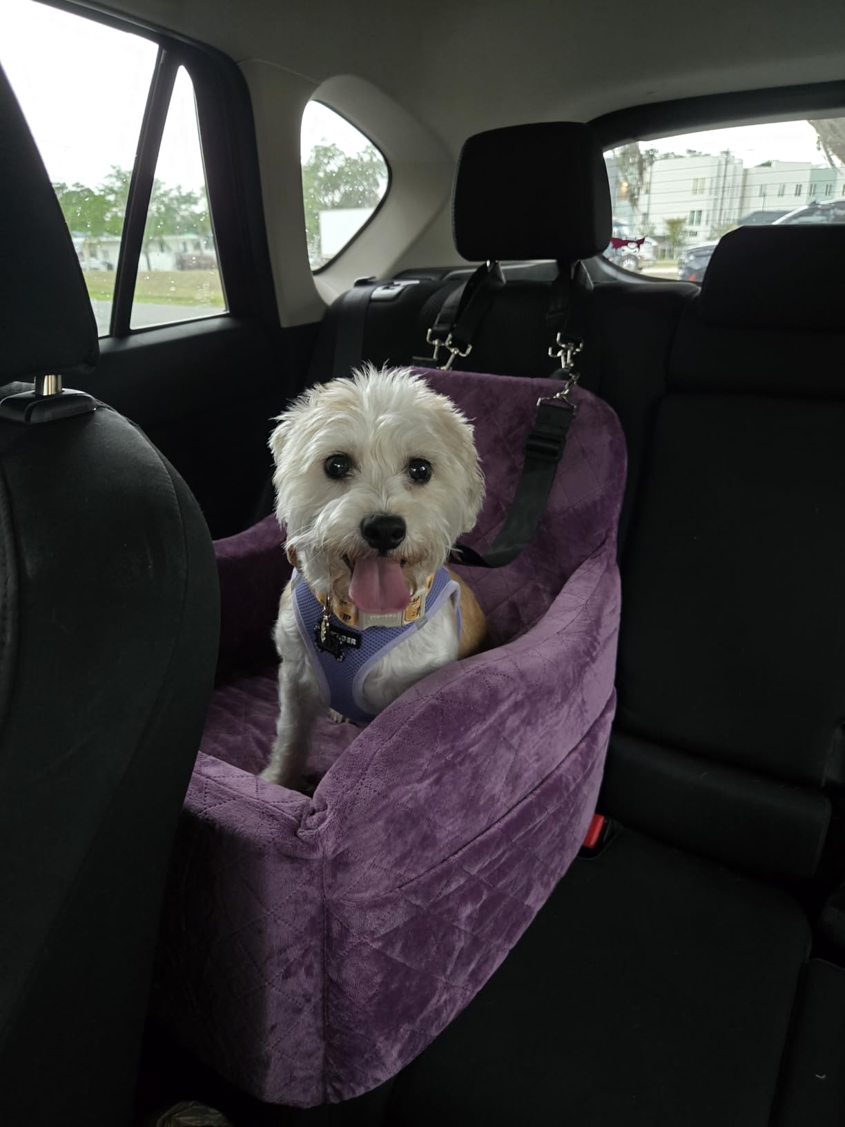 Lealchum Dog Booster Car Seat for S/M Dogs Up to 35lbs,Soft 6in Elevated Cushion,Fits in Front/Back Seat,Fully Detachable and Washable,2 Storage Pockets & 3 Straps,Easy to Install (Black/Brown,Medium) customer photo 2