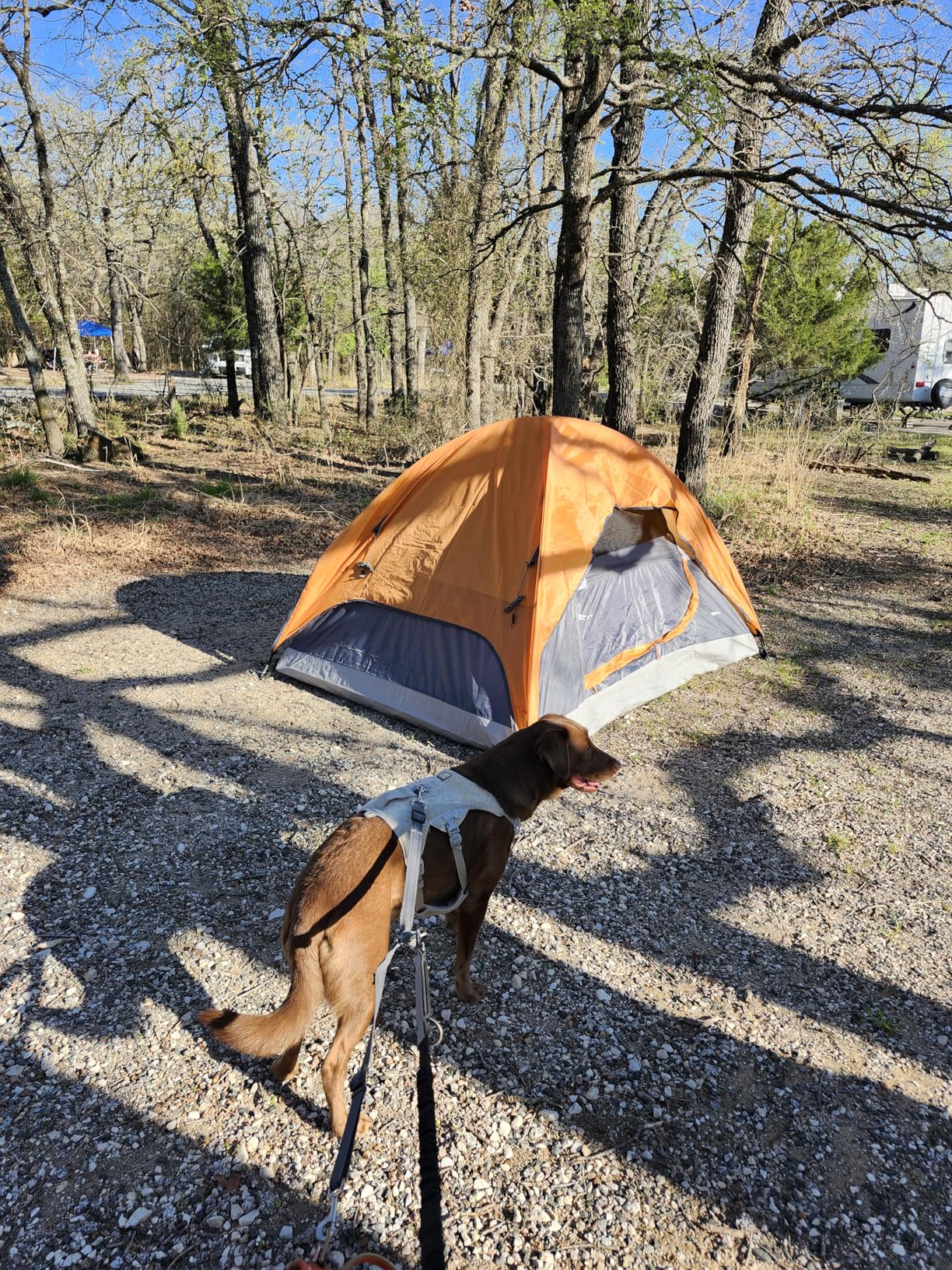 Amazon Basics Camping Tent 3-Season Dome Design customer photo 1
