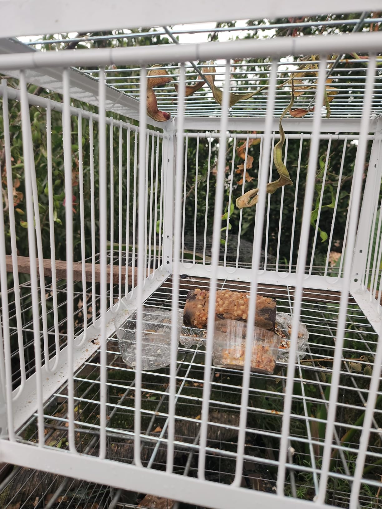 Pigeon Bird Trap Cage with Escape-Proof Bird Traps for Small Birds Folding One-Way Entrance Trapping U-Trap Door for Quail Doves customer photo 1