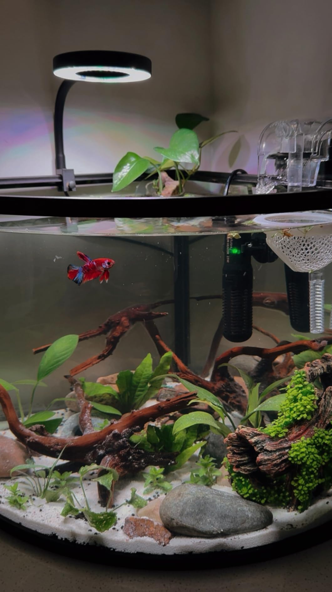 Pawfly 50W Saltwater Aquarium Light for SPS & LPS Corals, Clip-On Dimmable LED Reef Light with Adjustable Brightness, Day/Night Modes, Timer, Blue RGB Violet UV Lighting for 1-40 Gallon Fish Tank customer photo 1