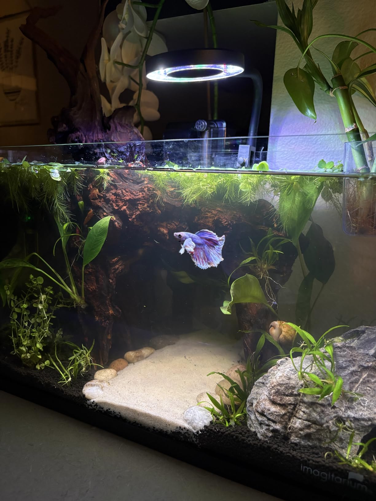 Pawfly 50W Saltwater Aquarium Light for SPS & LPS Corals, Clip-On Dimmable LED Reef Light with Adjustable Brightness, Day/Night Modes, Timer, Blue RGB Violet UV Lighting for 1-40 Gallon Fish Tank customer photo 2