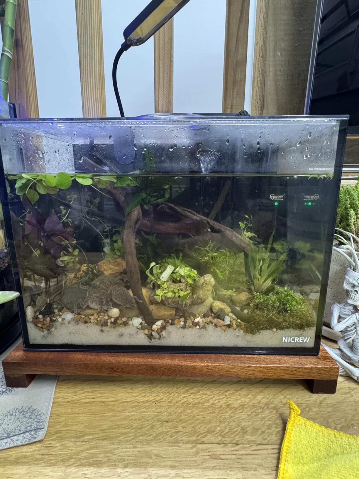 NICREW 2.5 Gallon Nano Nature Aquarium Kit, Ultra-Clear Rimless Desktop Fish Tank with Light and Filter, Basic Version, Black customer photo 1