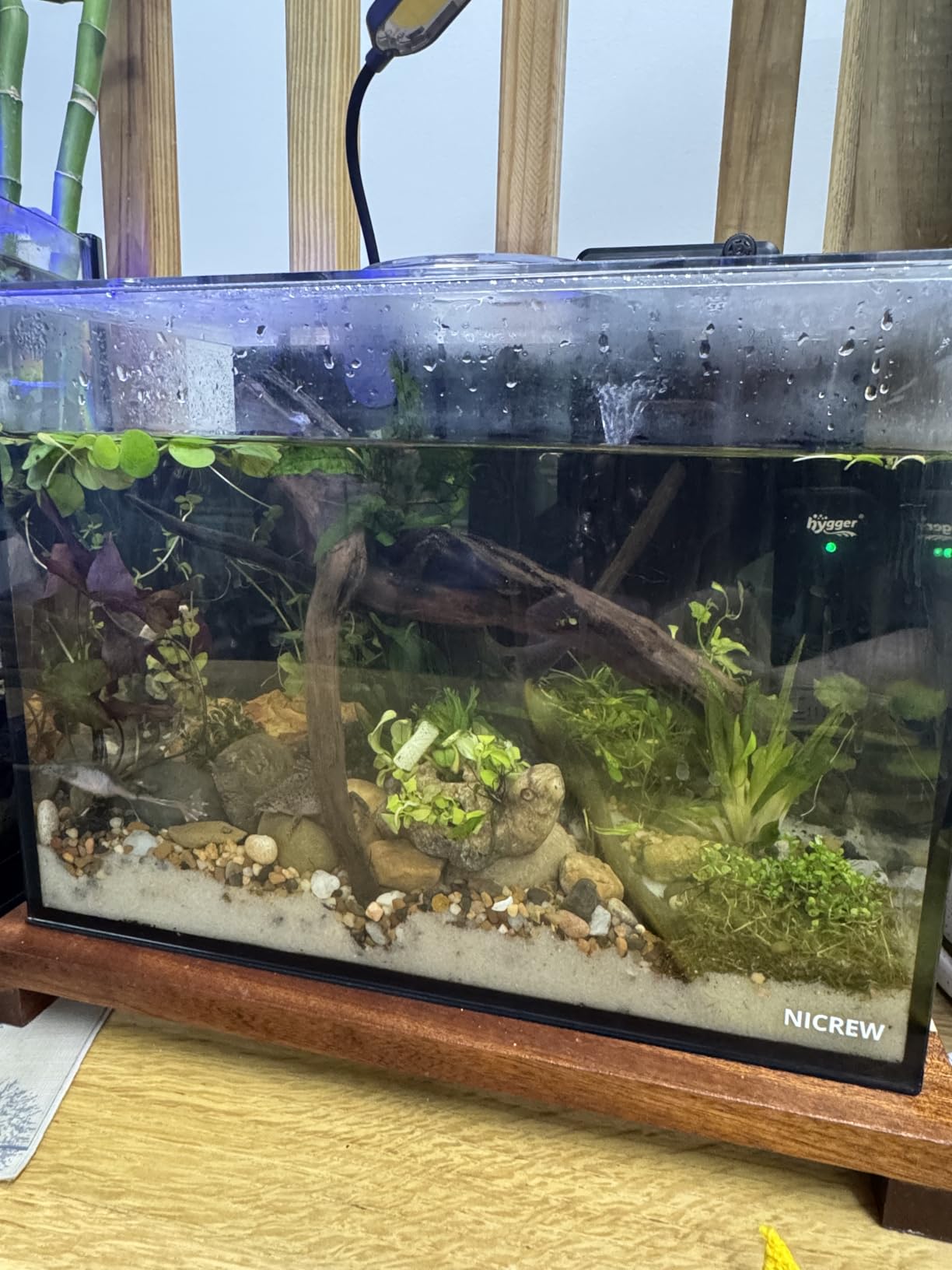 NICREW 2.5 Gallon Nano Nature Aquarium Kit, Ultra-Clear Rimless Desktop Fish Tank with Light and Filter, Basic Version, Black customer photo 2