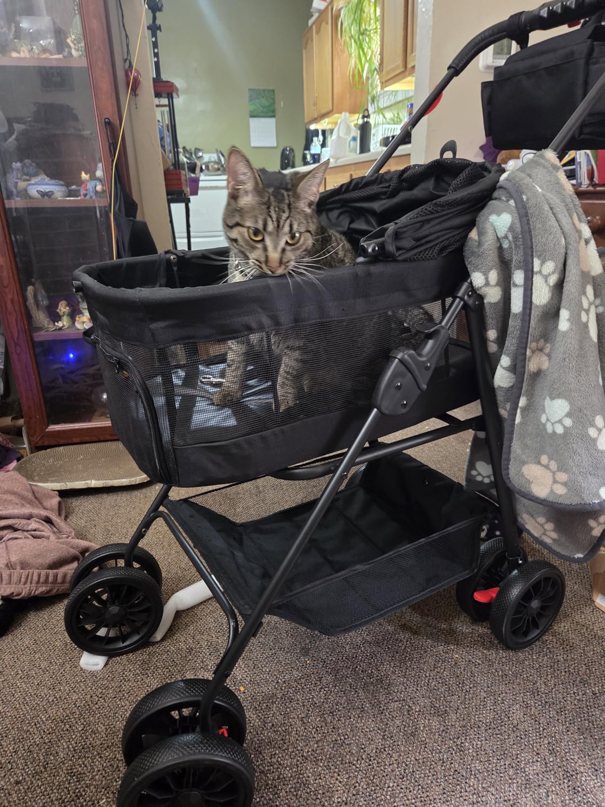 Bicystar Pet Stroller for Small Dogs Cats with Wheels, Detachable Carrier, Max Load 33 lbs, Easy Folding, Compact Portable, Dog Carriage Cart Car Seat 3 in 1 customer photo 2