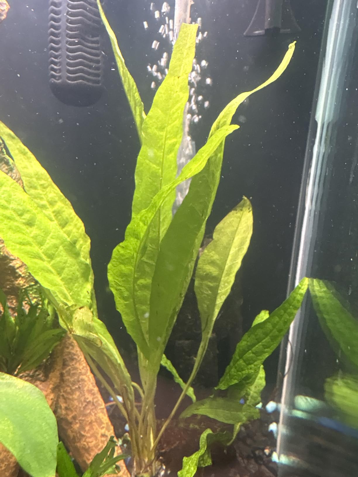 Java Fern and Anubias Aquarium Plant Bundle - Live Freshwater Plants for Aquascaping, Low Maintenance, Easy Beginner-Friendly Decor for Fish Tank customer photo 1