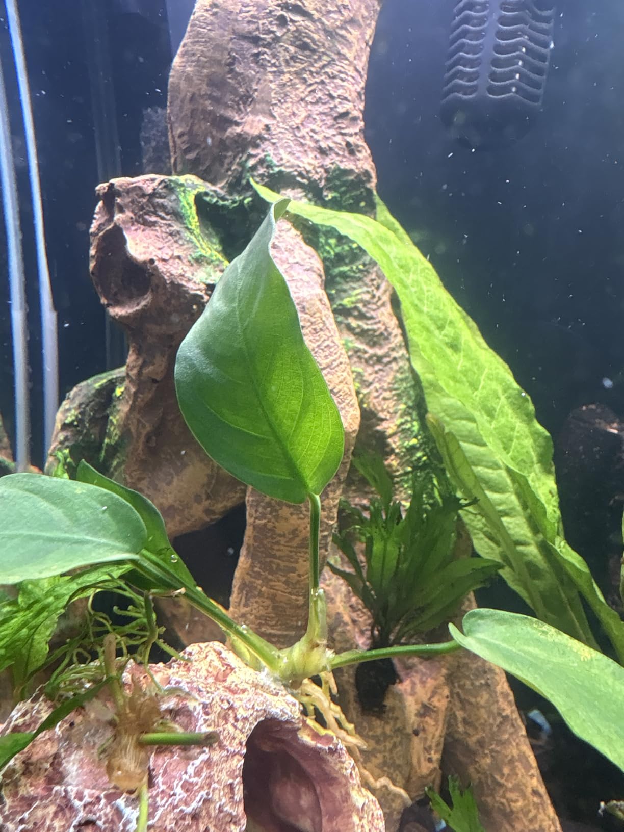 Java Fern and Anubias Aquarium Plant Bundle - Live Freshwater Plants for Aquascaping, Low Maintenance, Easy Beginner-Friendly Decor for Fish Tank customer photo 2