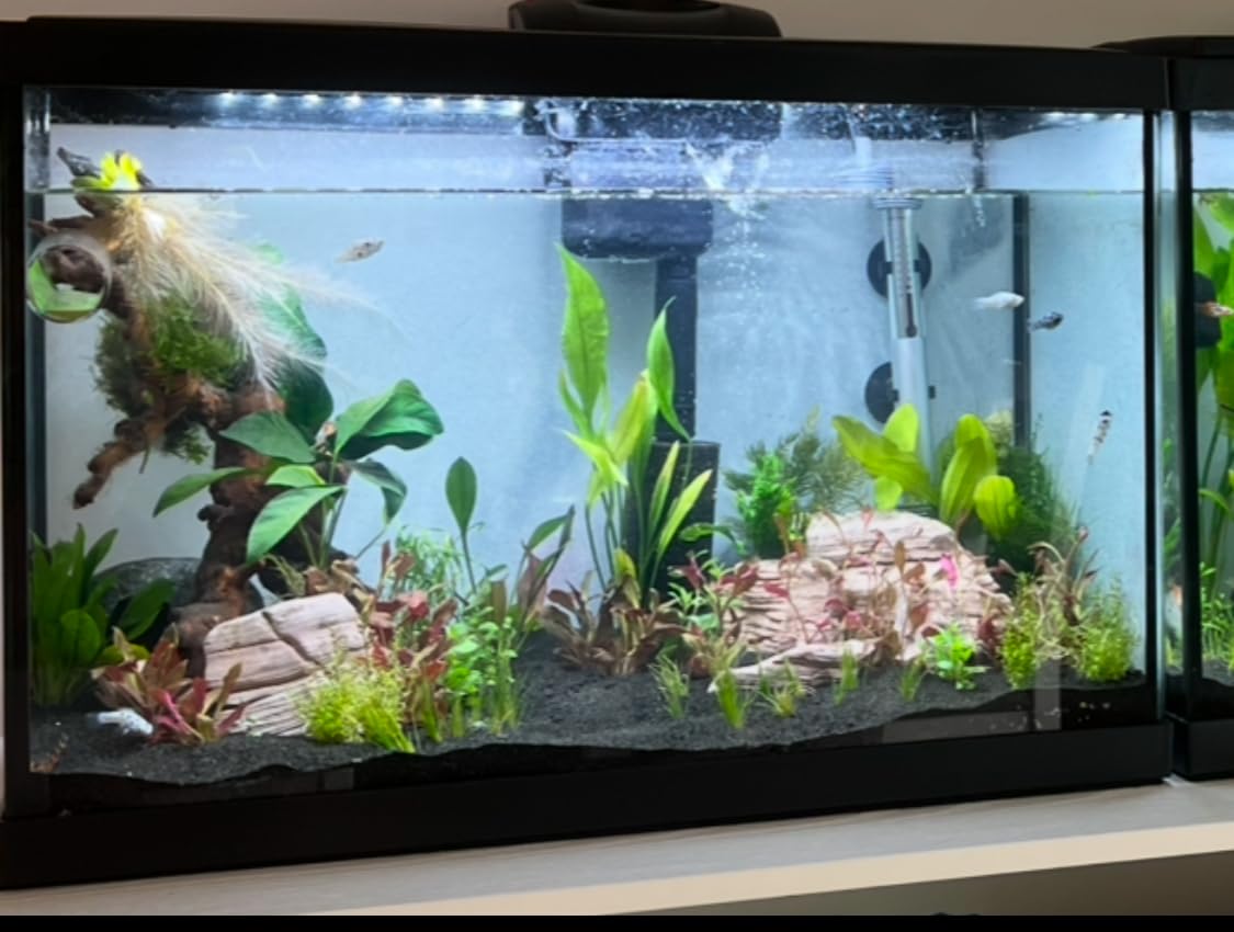 Aquarium Rocks 5lb Fish Tank Stone 2-5 inch Natural Pagoda Rocks for Aquascaping Landscaping Models Terrariums Reptile and Amphibian Enclosures-4-5Pcs customer photo 1