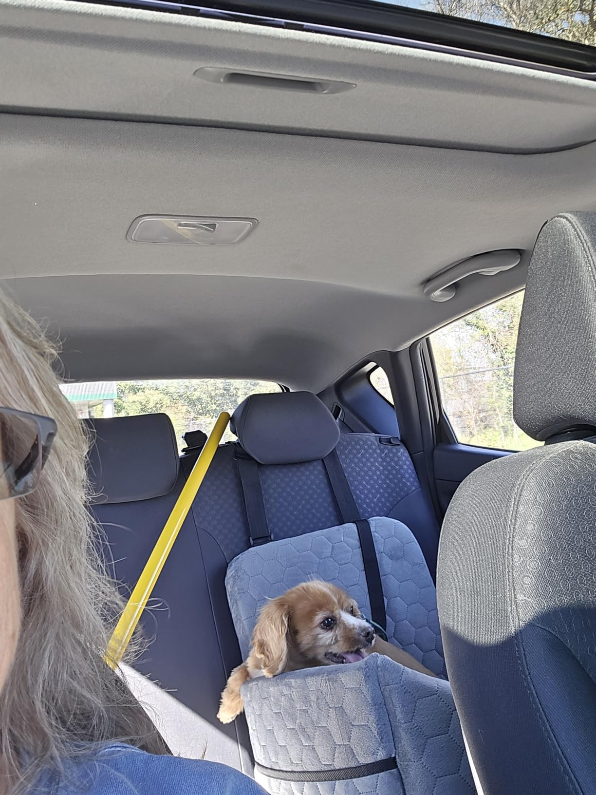 Dog Car Seat for Small/Medium Dogs, Memory Foam Dog Booster Seat, Travel Safety Pet Car Seat with Washable Removable Cover, Storage Pockets for Dogs up to 35 lbs customer photo 1