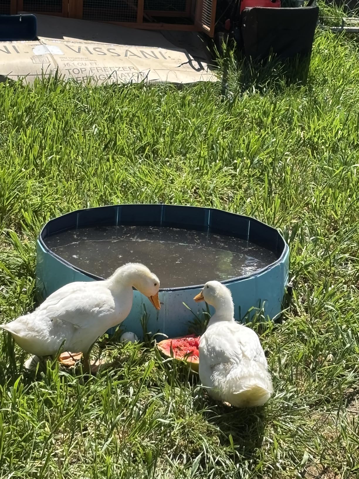 Dog Pool, Foldable Pet Swimming Pool with 6mm High-Strength PP Board, Hard Plastic Collapsible Doggy Pools for Small Dogs Kitty Duck, Non-Slip Doggie Bathtub Quick to Set Up and Drainage Hole(32x8in) customer photo 1