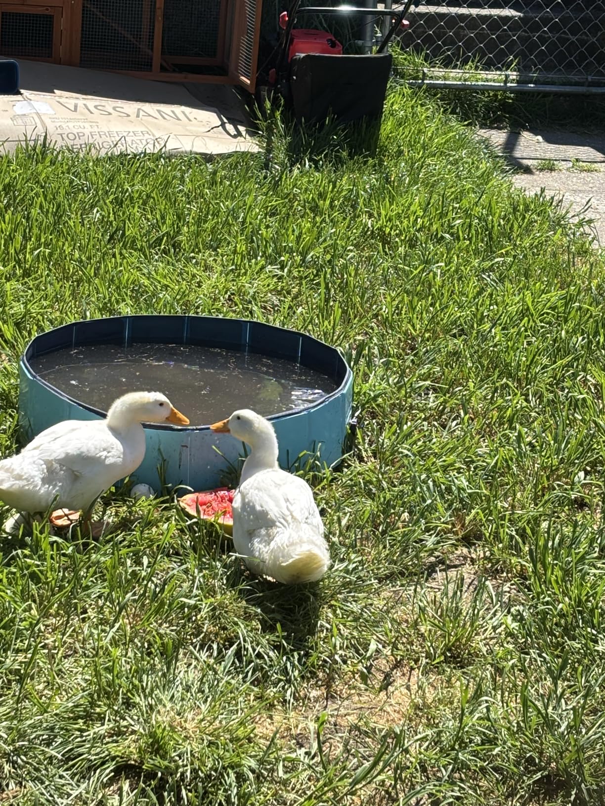 Dog Pool, Foldable Pet Swimming Pool with 6mm High-Strength PP Board, Hard Plastic Collapsible Doggy Pools for Small Dogs Kitty Duck, Non-Slip Doggie Bathtub Quick to Set Up and Drainage Hole(32x8in) customer photo 2