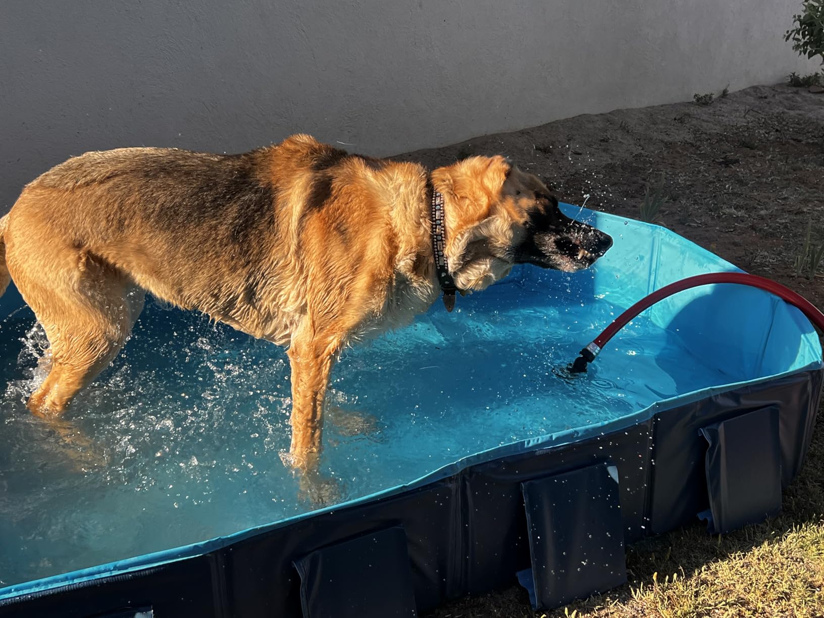 Peteast Foldable Dog Pool - Extra Large 71
