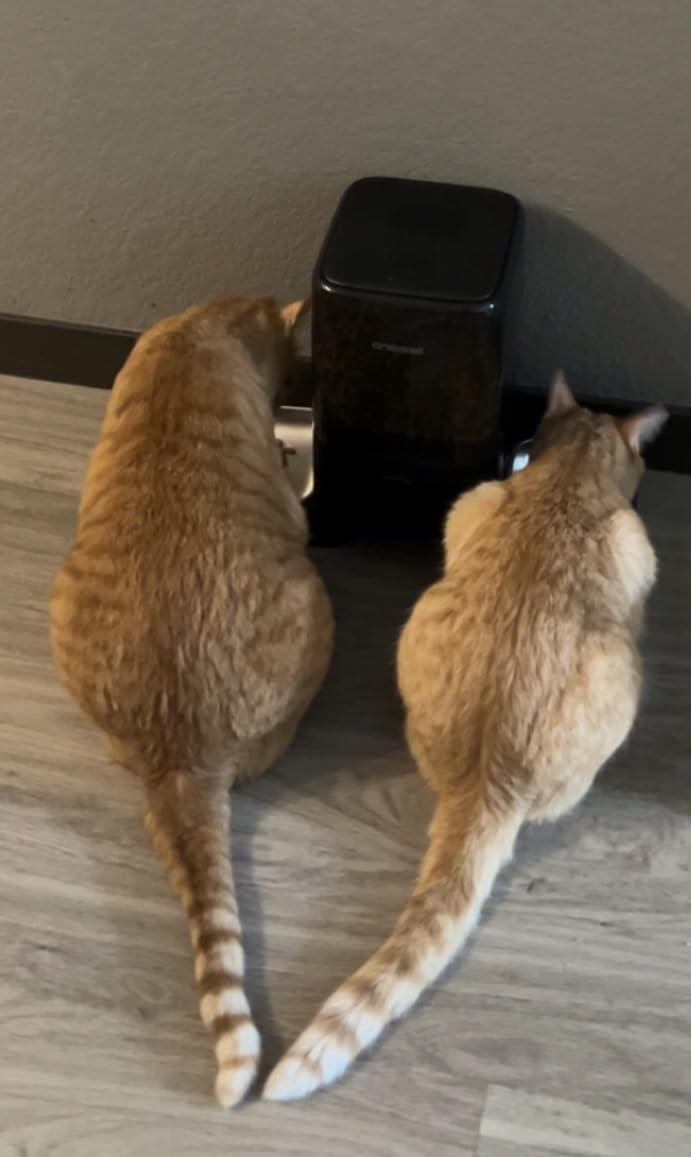 oneisall Cordless 2.4Ghz WiFi Automatic Cat Feeder for 2 Cats, Rechargeable 100-Day Battery Operated Auto Cat Feeder, 20 Cups/5L Timed Cats Food Dispenser Automatic for Large Kibble, Smart App Control customer photo 2
