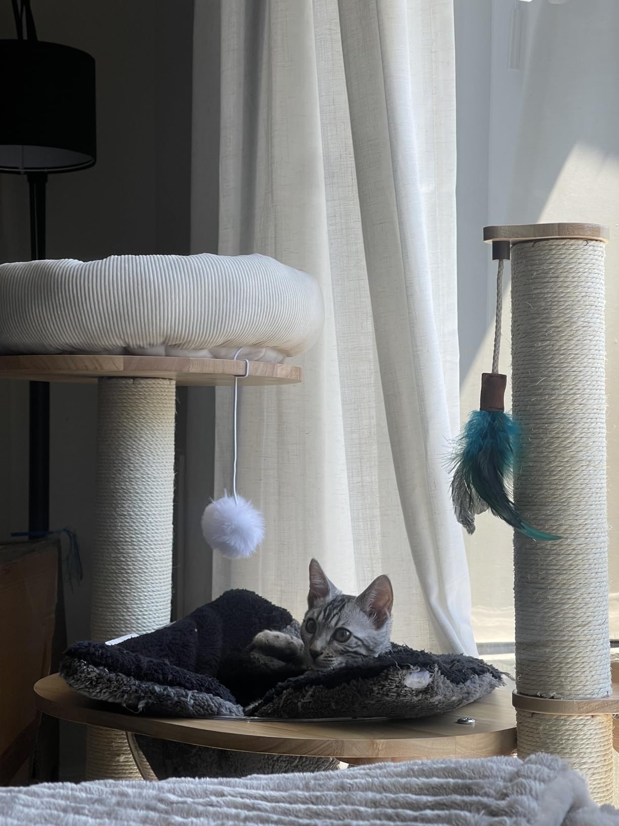 HITTITE Solid Wood Cat Tree Tower with Scratching Post, 37.8 Inches Tall Cat Towers with Scratching Board and Scratcher Ball, Modern Cat Tower With Space Capsule and Removable Top Bed for Indoor Cats customer photo 1