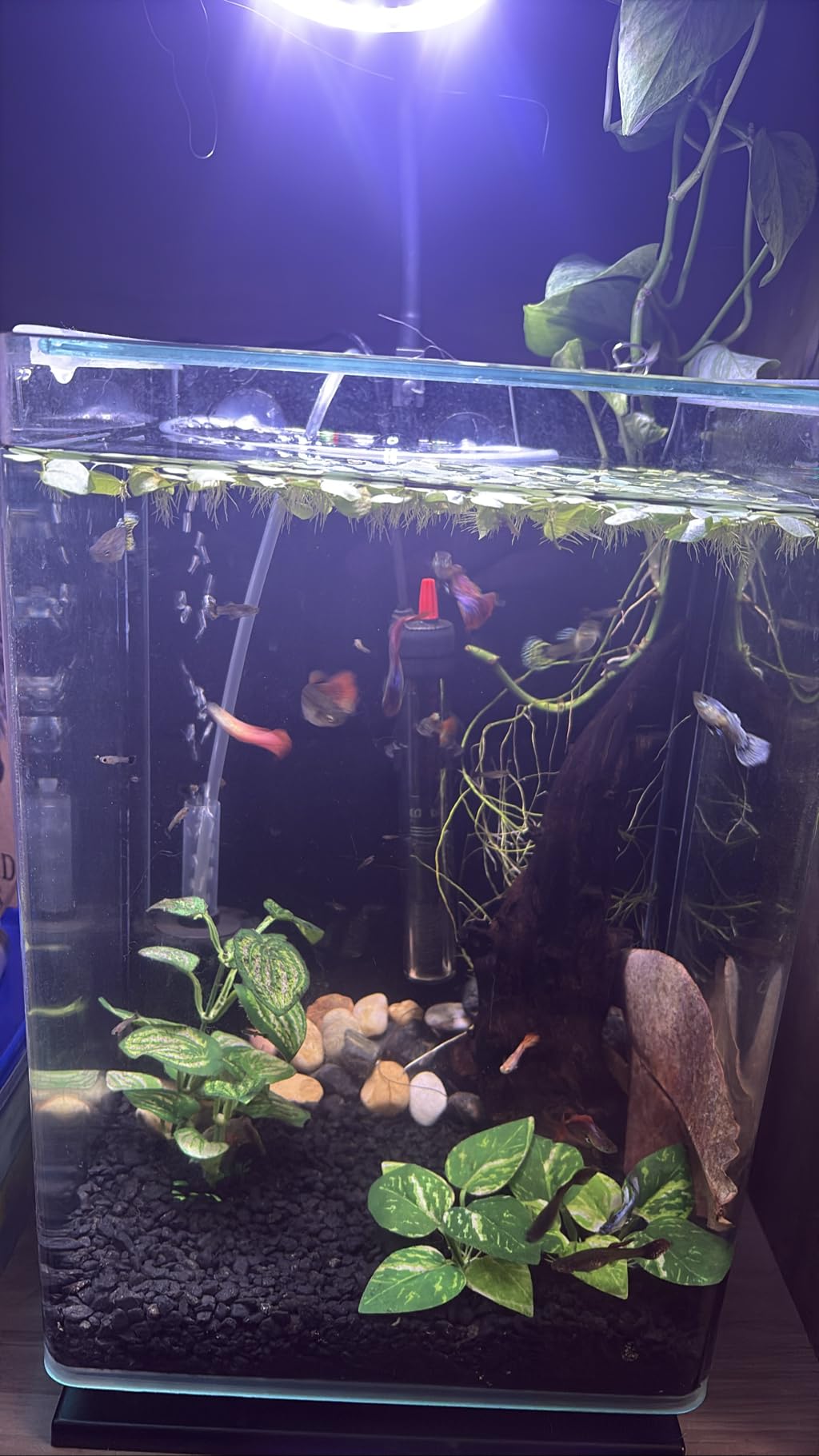 hygger Quiet <30dB Aquarium Air Pump, Adjustable Low Decibel Oxygen Fish Tank Pump 2 Air Outlets Ultra Silent Powerful Aerator Pump with Accessories Max 80GPH/160GPH/255GPH(3.5W,Up to 120Gallon) customer photo 1