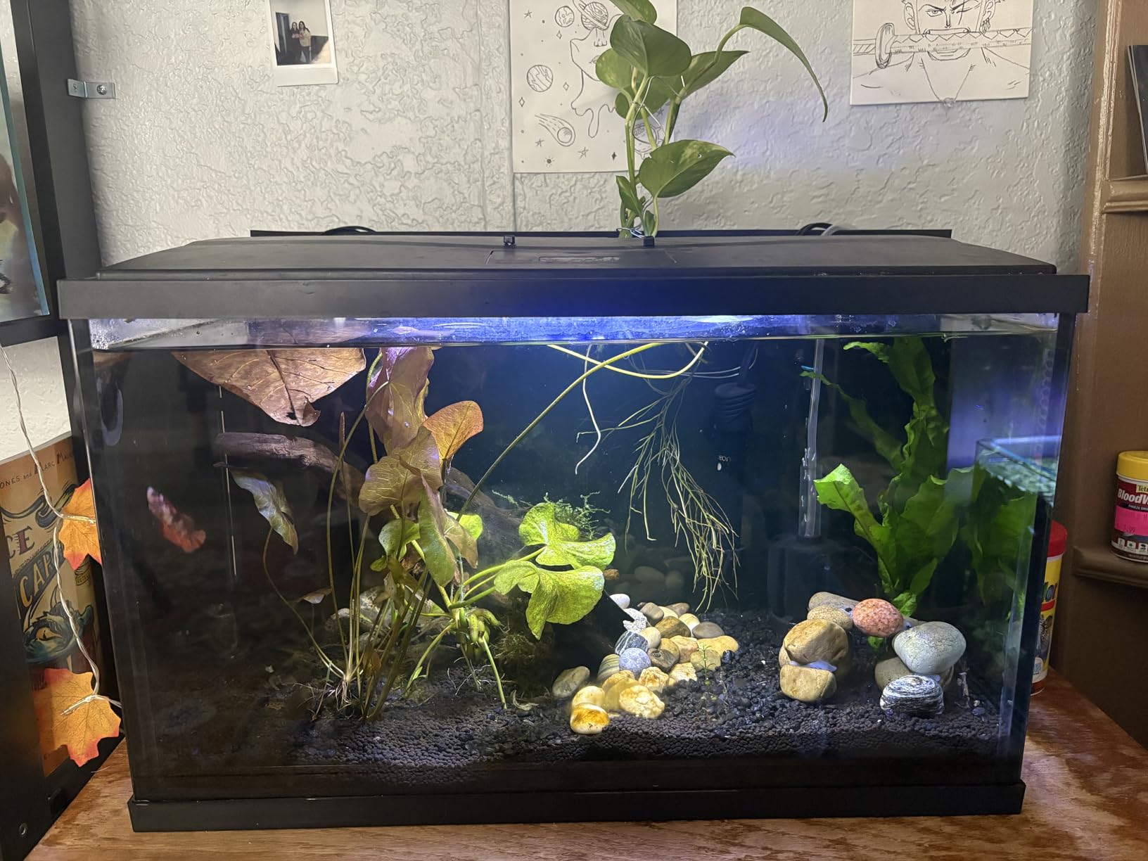 hygger Quiet <30dB Aquarium Air Pump, Adjustable Low Decibel Oxygen Fish Tank Pump 2 Air Outlets Ultra Silent Powerful Aerator Pump with Accessories Max 80GPH/160GPH/255GPH(3.5W,Up to 120Gallon) customer photo 2