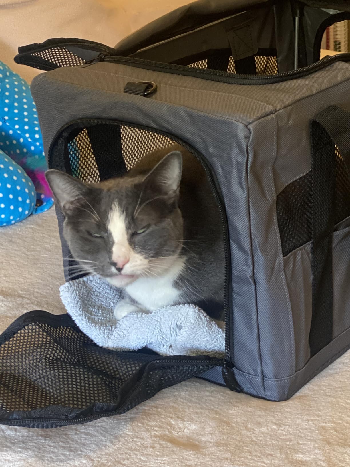Pecute Cat Carrier Stable, Pet Carrier with Hidden Anxiety Relief Partition & Stable Steel Frame, Safe Cat Carrier for Car Travel, Soft-Sided Dog/Cat Carrier Bag for Pets Up to 11lbs, Green customer photo 1