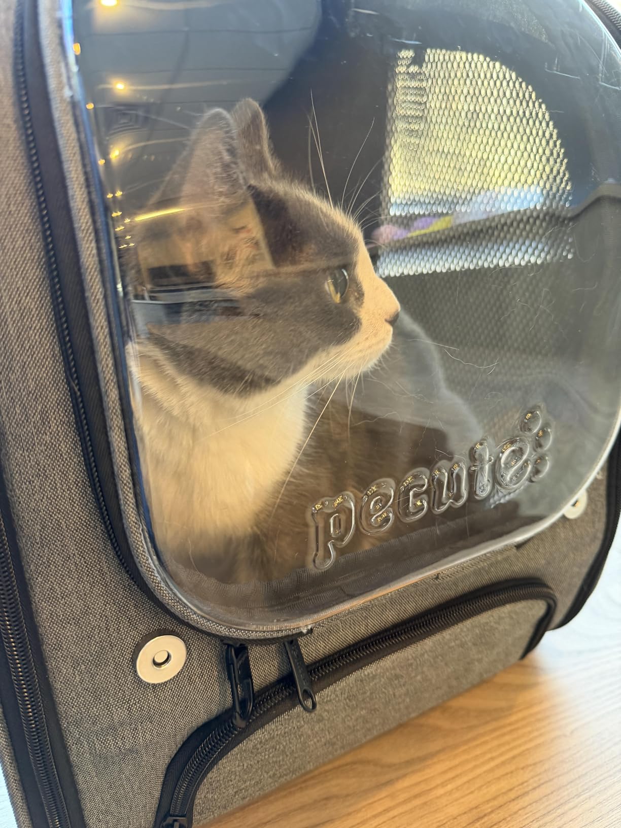 Pecute Cat Backpack Carrier, Large Space Cat Bubble Backpack, Breathable Cat Carrier, Shaded Dog Backpack Carrier, Ergonomic 3D Design for Travel, Hiking, Walk, Suitable for Shopping, Car, Vet, Gray customer photo 1