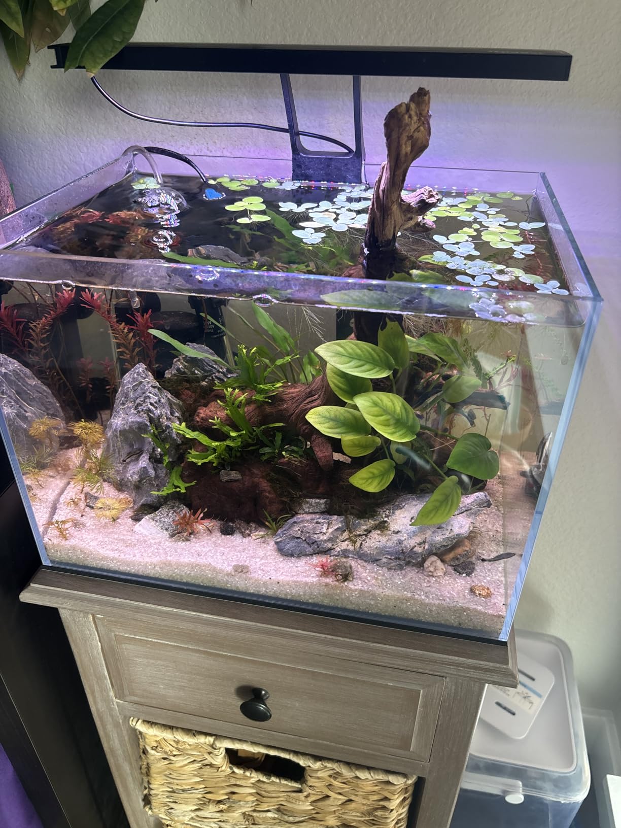 Allcolor Ultra Clear Rimless Aquarium Tank, Low Iron Glass, Side Filtration + Anti-Jumping Net (40Gal) customer photo 1