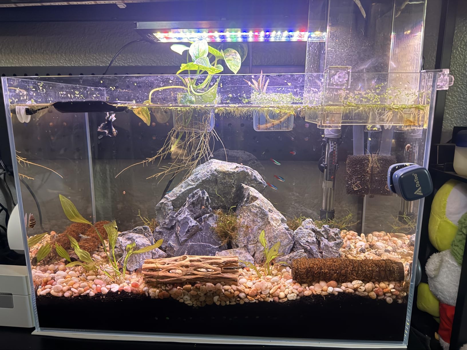 Allcolor Ultra Clear Rimless Aquarium Tank, Low Iron Glass, Side Filtration + Anti-Jumping Net (40Gal) customer photo 2