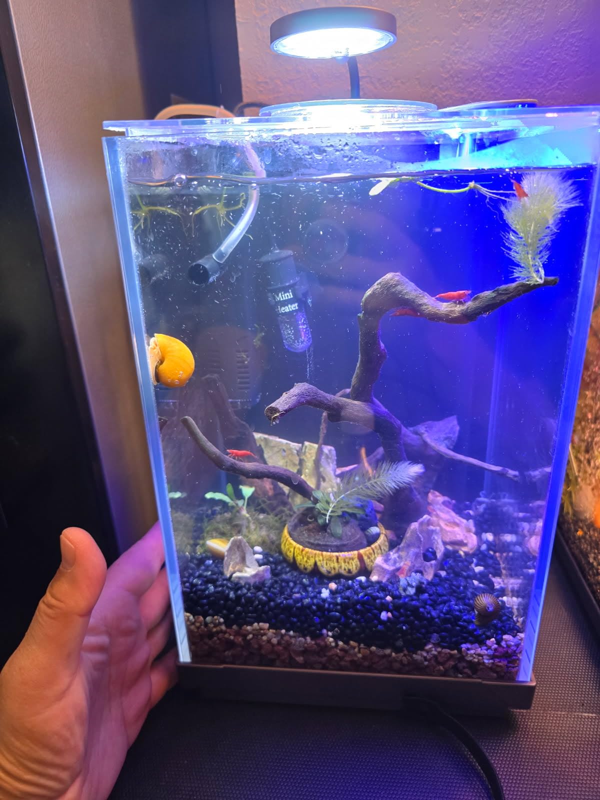 Nano Desktop Betta Aquarium 2.7 Gallon Glass Fish Tank Set, Hidden Bottom Filtration System Self Cleaning Filter Light Gravel Plant Cleaning Tool, for Small Space Easy Setup Space-Saving Design customer photo 2