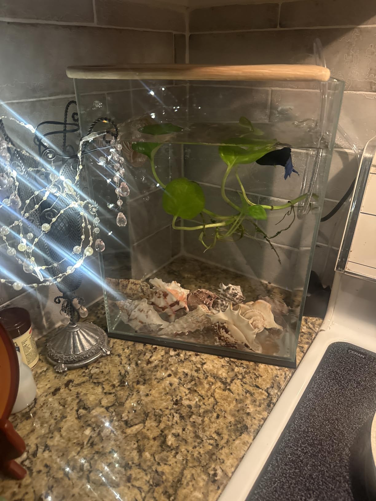 Vimvins 3 Gallon Glass Fish Tank, Easy to Maintain Small Aquarium for Betta/Snails/Shrimp and Aquatic Planting customer photo 1