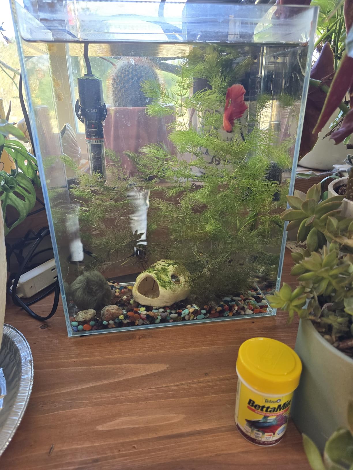 Vimvins 3 Gallon Glass Fish Tank, Easy to Maintain Small Aquarium for Betta/Snails/Shrimp and Aquatic Planting customer photo 2