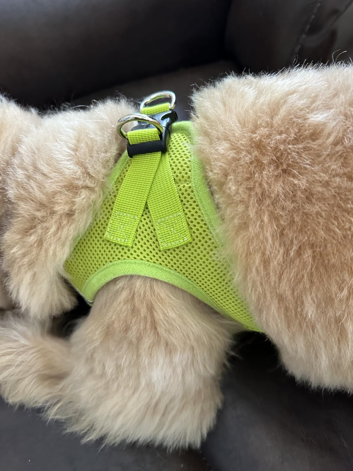 Best Pet Supplies Voyager Step-in Air Harness - All Weather Mesh, Reflective, No Pull Harness for Dogs, Cats - Secure with Hook & Loop Fastener, Buckle, Double D-Rings customer photo 1