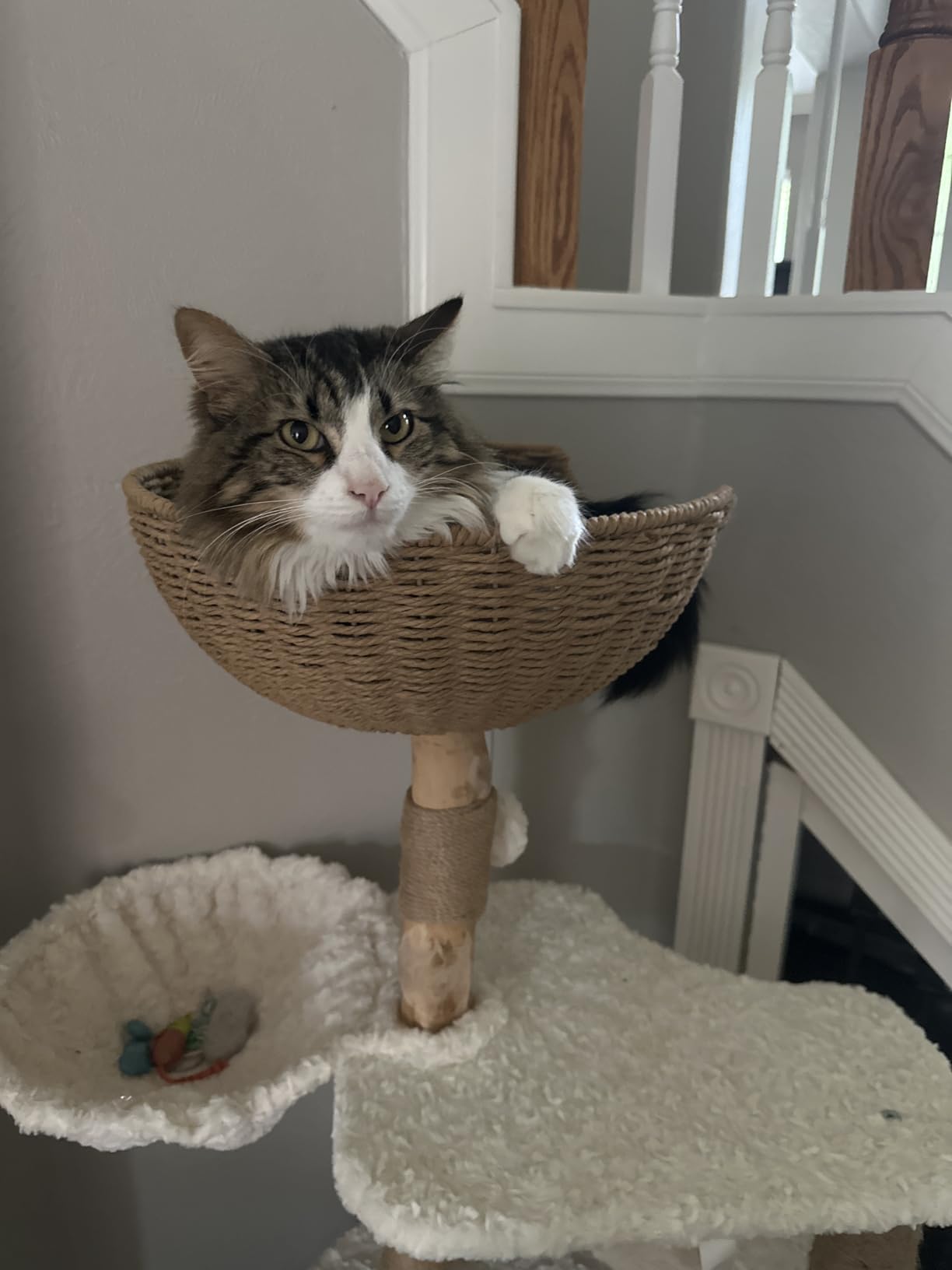PETEPELA Modern Cat Tree Tower for Indoor Large Cats w/Removable Flower Perch, Real Solid Wood Cat Scratching Posts, Boho Ratten Cat Furniture w/Cozy Condo & Wicker Basket Bed, White customer photo 1