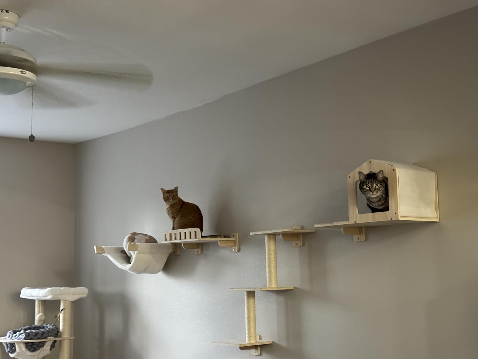 Cat Wall Shelves for Large Cats, 5-in-1 Cat Wall Furniture with Large Hammock and Wide Perch, Wooded Wall Climbing Furniture Set for Indoor Cats customer photo 2