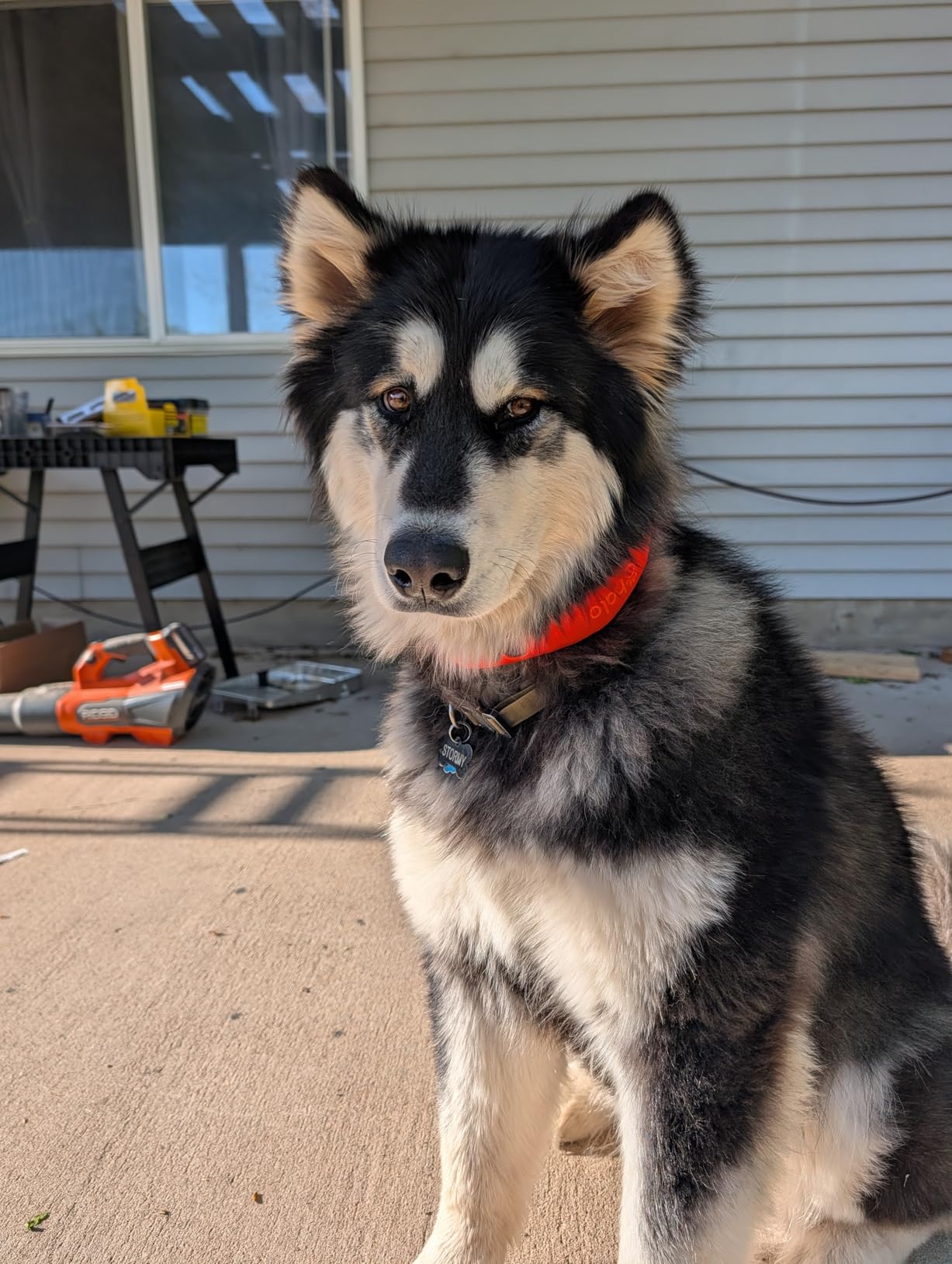 Halo Collar 5 Wireless Dog Fence & GPS Dog Collar, Keep Your Dog Safely Contained Outdoors with App-Controlled Boundaries and Real-Time Tracking, One Size, Orchid customer photo 2