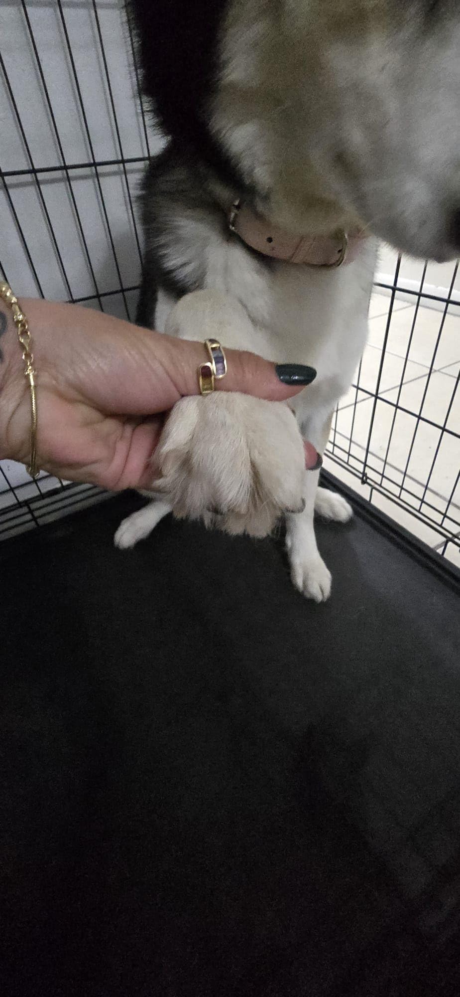 Silent Groom Pro Pet Nail Grinder | Whisper Quiet Claw Trimmer for Dogs, Cats and Other Animals | Safe & Stress Free Nail Grooming, Ideal for Sensitive Dogs of All Breeds & Sizes customer photo 2