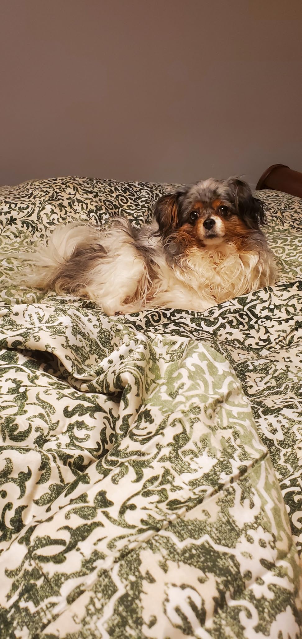 L LOVSOUL Organic 75% Down Fiber Comforter King Size, 850+FP, 1200TC, Extra Fluffy, Hotel Style, Luxury Ultra Soft All Season White Duvet Insert with 8 Corner Tabs customer photo 1