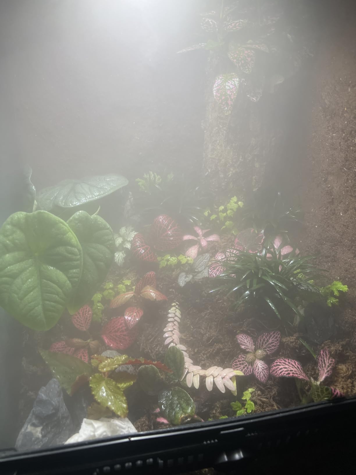 Coospider 3.8L Reptile Fogger Mister, Quiet Reptile Humidifier for Reptiles Tank, Terrarium Humidifiers, Reptile Misting System for Reptiles Amphibians Herps Vivarium (Dual Hose) customer photo 1