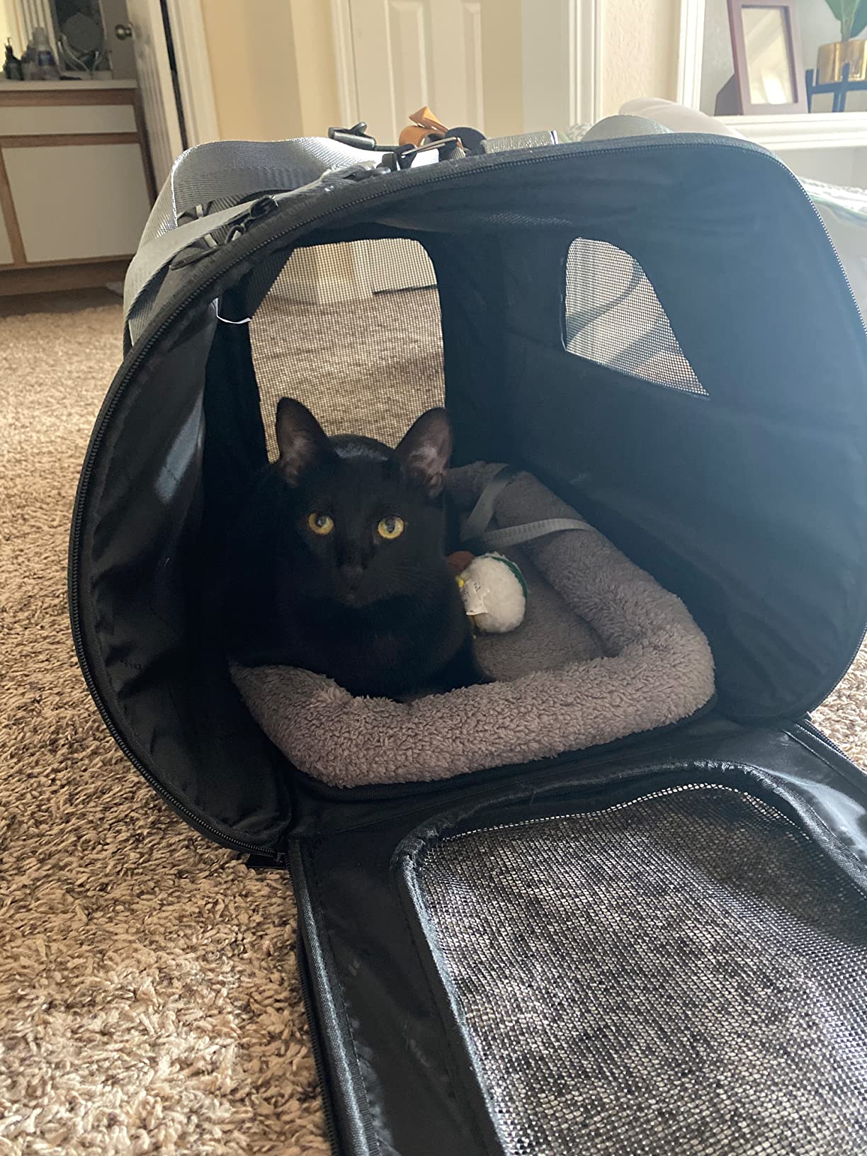 Morpilot Top and Side Expandable Cat Carrier, Airline Approved Collapsible Soft-Sided Pet Carrier for Medium/Large Cats and Puppies up to 20lbs for Car Rides and Vet Visits (Dark Gray) customer photo 1
