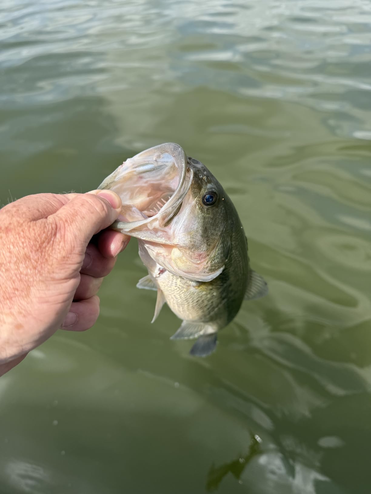 KastKing Lethal Blaze Baitcasting Fishing Reel, 7.3:1 High-Speed Gear Ratio, Low-Profile Baitcaster, Lightweight Glass Fiber-Infused Nylon Frame, Freshwater & Inshore Bass Fishing Reel customer photo 2