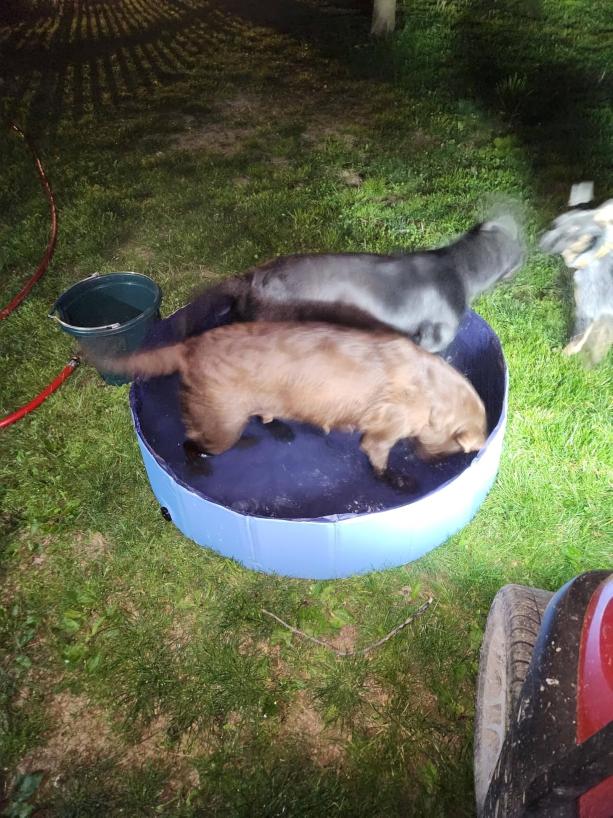 Extra Large Foldable Dog Pool for Giant Dogs, 120
