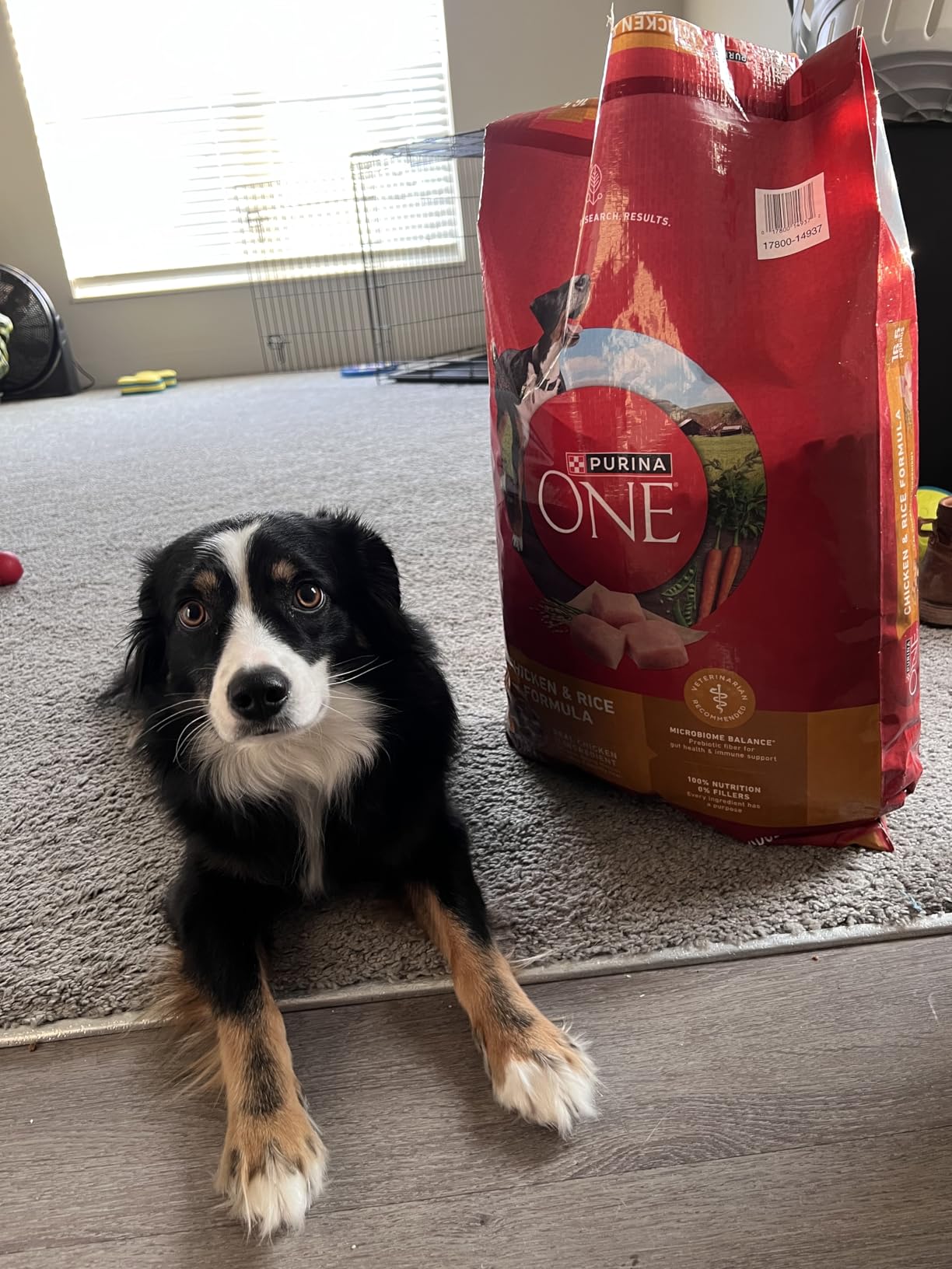 Purina ONE Chicken and Rice Formula Dry Dog Food - 8 lb. Bag customer photo 1