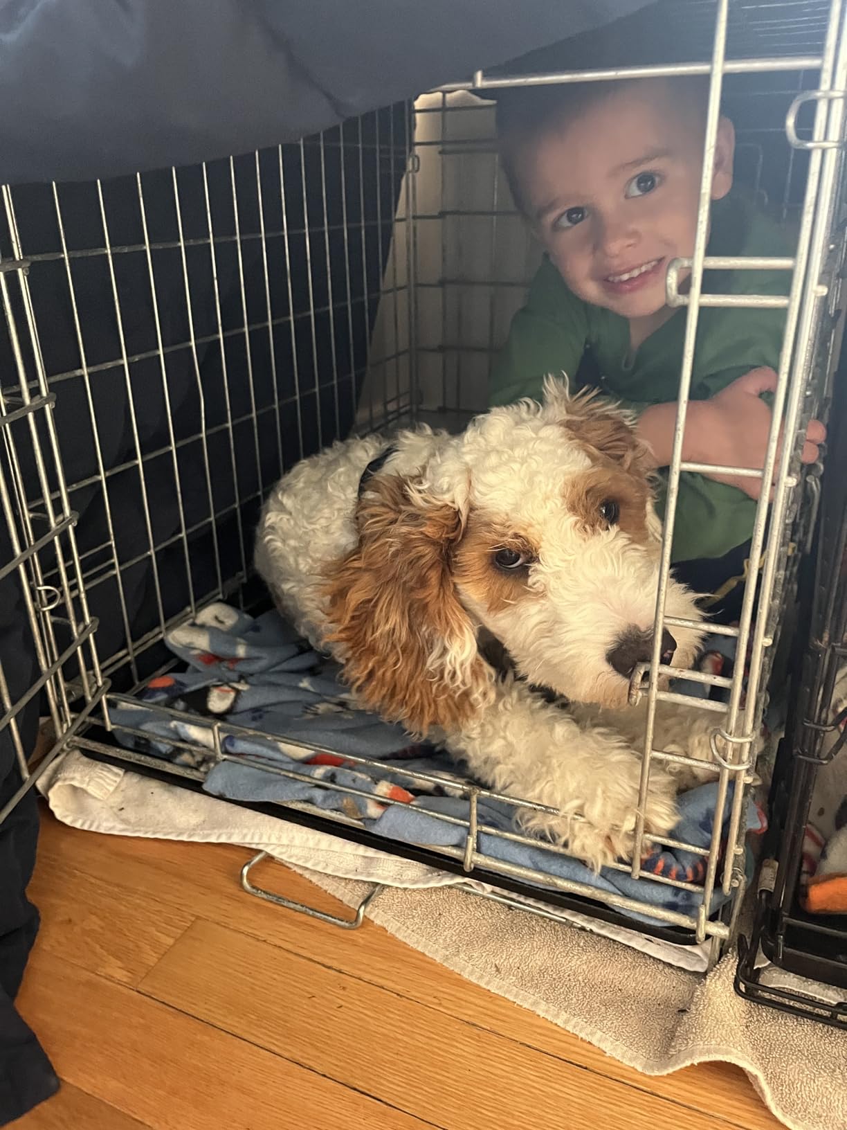MidWest Homes for Pets 30-Inch LifeStages Crate for Medium Breeds, 21-40 lbs, Double Door Folding Dog Crate with Divider Panel, Leak-Proof Tray & Secure Latch, Heavy-Duty & Easy to Assemble customer photo 1