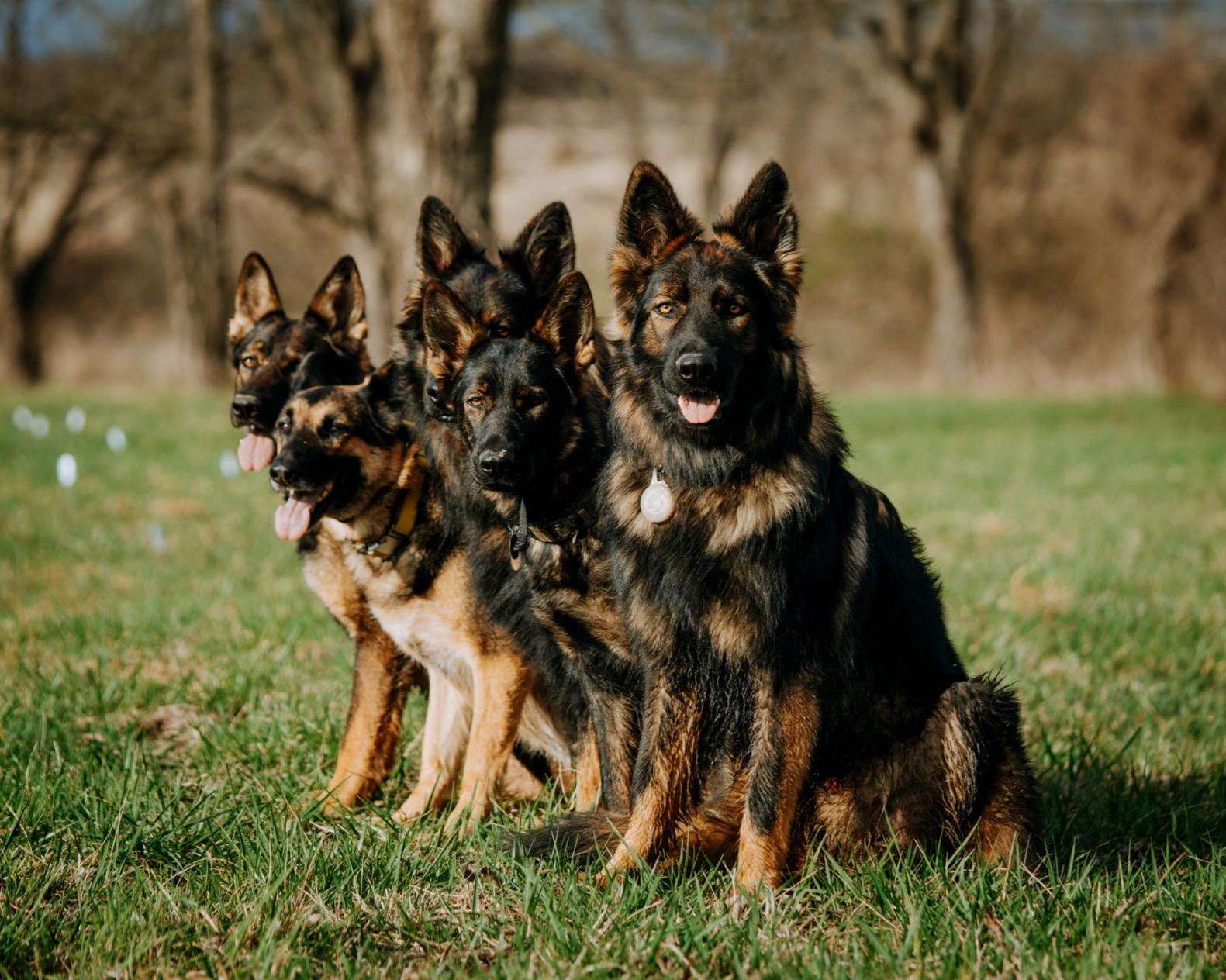YardMax Rechargeable In-Ground Dog Fence - Covers 1/3 Acre - Promotes Safe Freedom - Adjustable Neck Collar - Waterproof Pet Collar - Electric Fence System for Outdoor Dogs customer photo 2