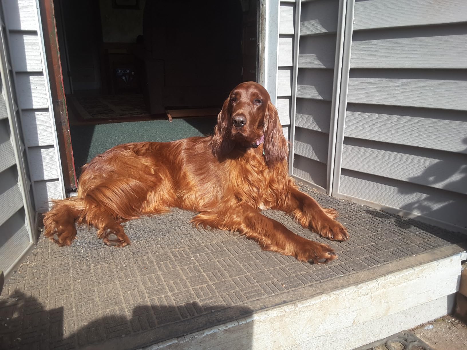 Underground Electric Dog Fence Premium - Standard Dog Fence System for Easy Setup and Superior Longevity and Continued Reliable Pet Safety - 2 Dog | 500 Feet Standard Dog Fence Wire customer photo 2