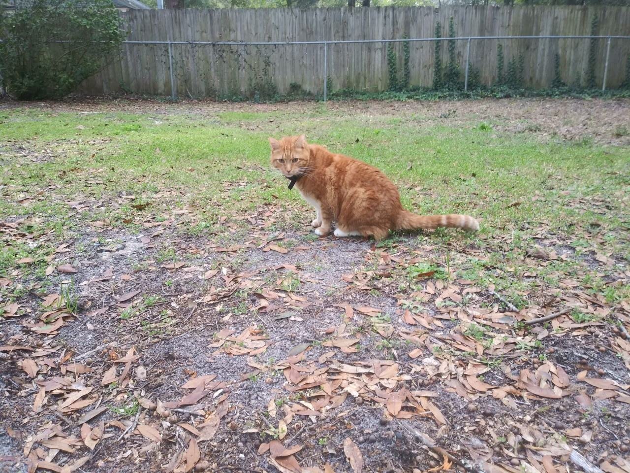 PetSafe Free to Roam Dog and Cat Wireless Fence - Above Ground Electric Pet Fence - from the Parent Company of INVISIBLE FENCE Brand customer photo 2