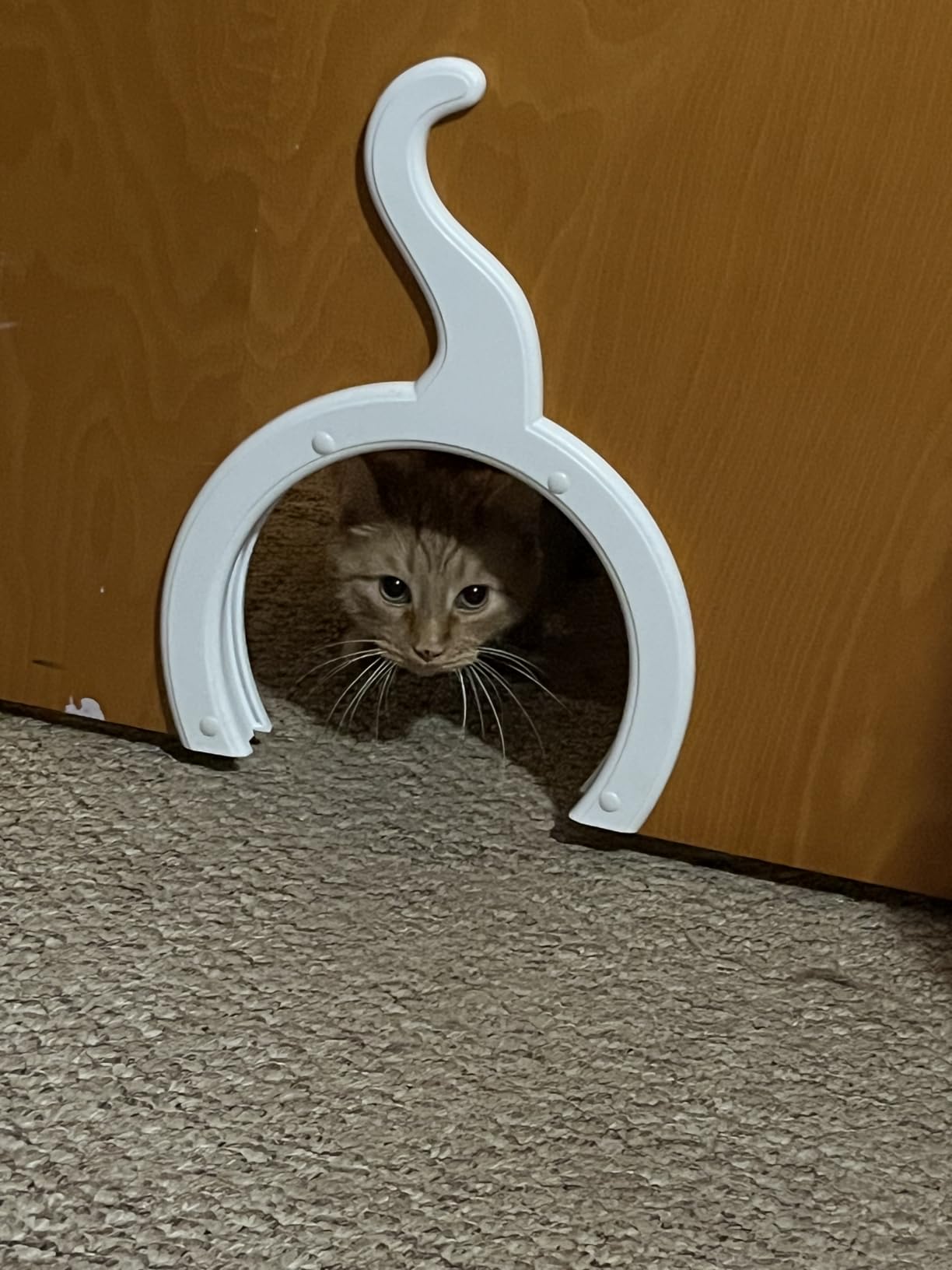 The Kitty Pass XL Cat Door for Interior Door - Cat Hole Kitty Door for Hidden Litter Box - Pet Door for Cats up to 30 lbs - Semi Gloss White Extra Large Cat Door Interior Door customer photo 1