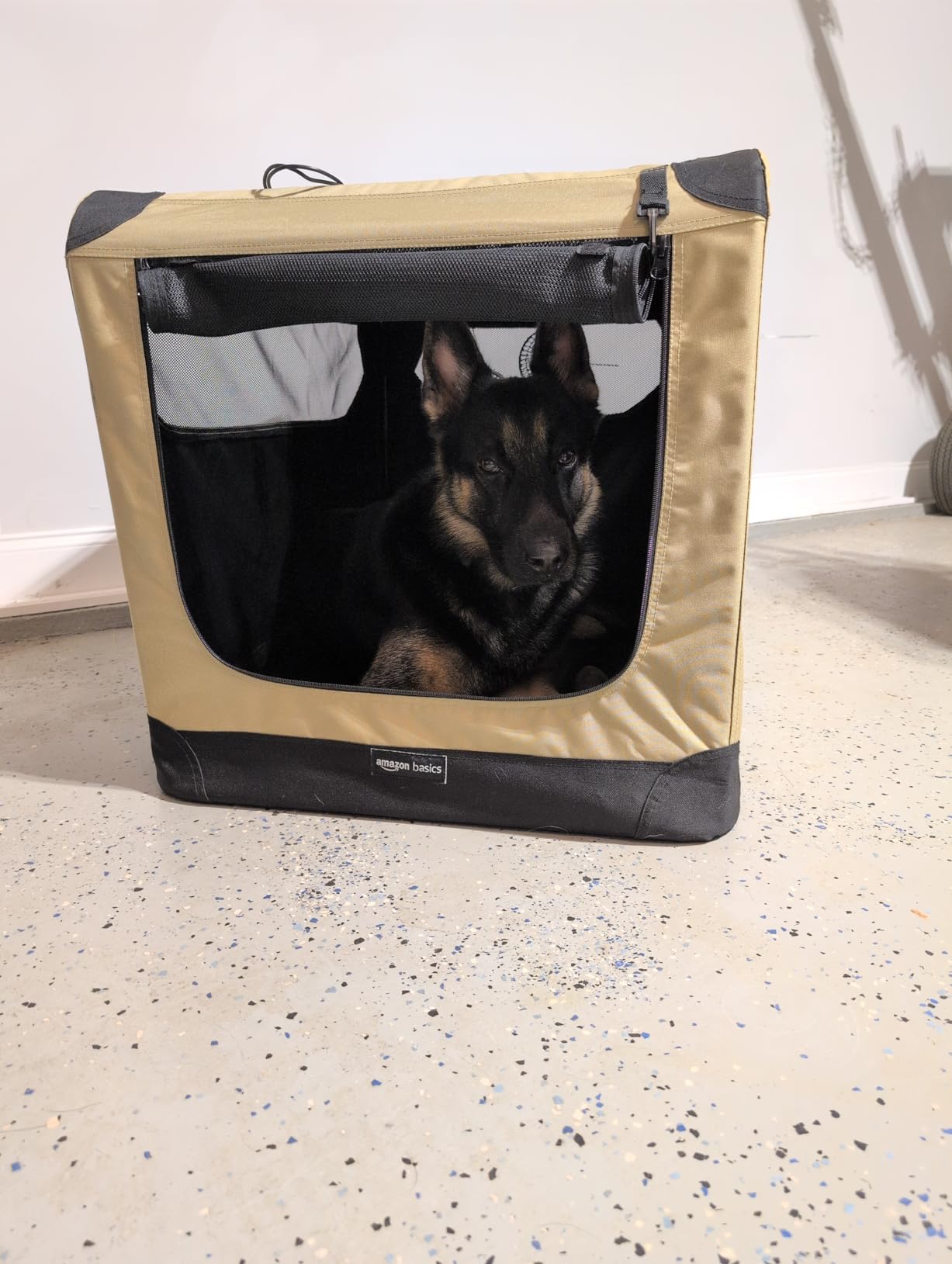 Amazon Basics Portable Folding Soft Dog Crate, Double Door, Collapsible Travel Kennel, Easy to Assemble, Medium, 29.92 x 21.3 x 21.3 inches, Tan customer photo 2