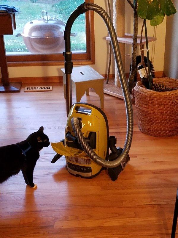Miele Complete C3 Calima Bagged Canister Vacuum Cleaner with Turbobrush floorhead, Suitable for Low-Medium Pile Carpet and Hard Floors, Curry Yellow customer photo 2