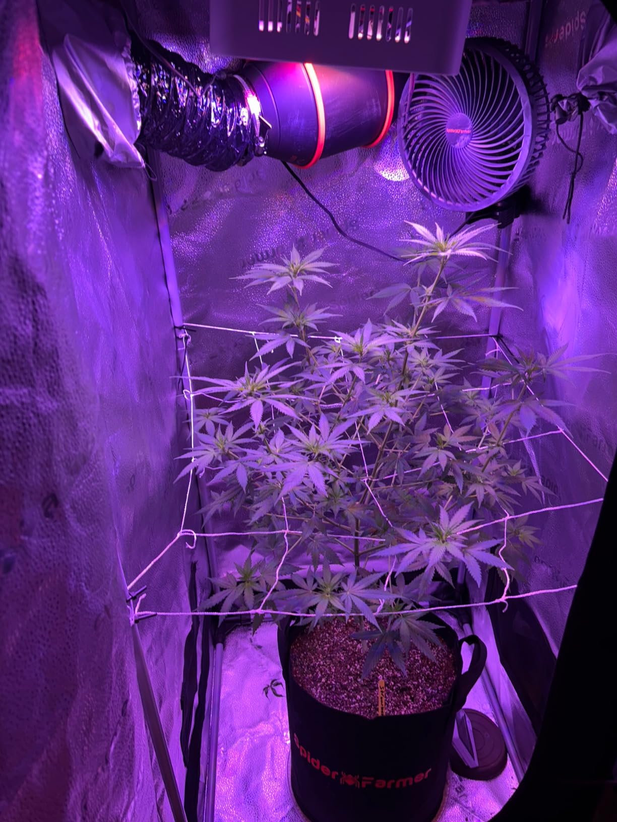Spider Farmer Grow Tent Kit 2x2x5ft Complete System, SF1000D Bridgelux Diodes Full Spectrum LED Grow Light 24
