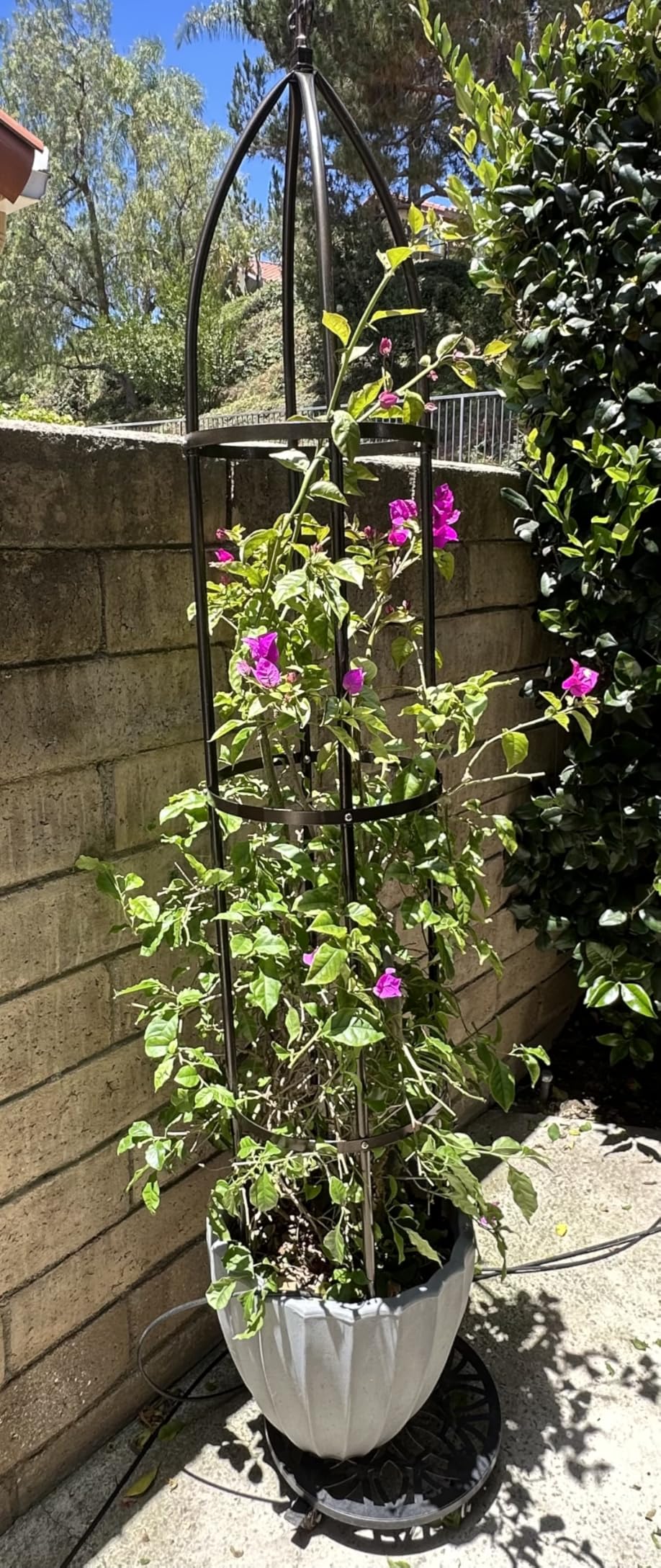 100% Metal Obelisk Garden Trellis 6.3 Feet Tall Sturdy Plant Support for Climbing Vines and Flowers Stands, 1pc Upgrade (Bronze, Large) customer photo 2