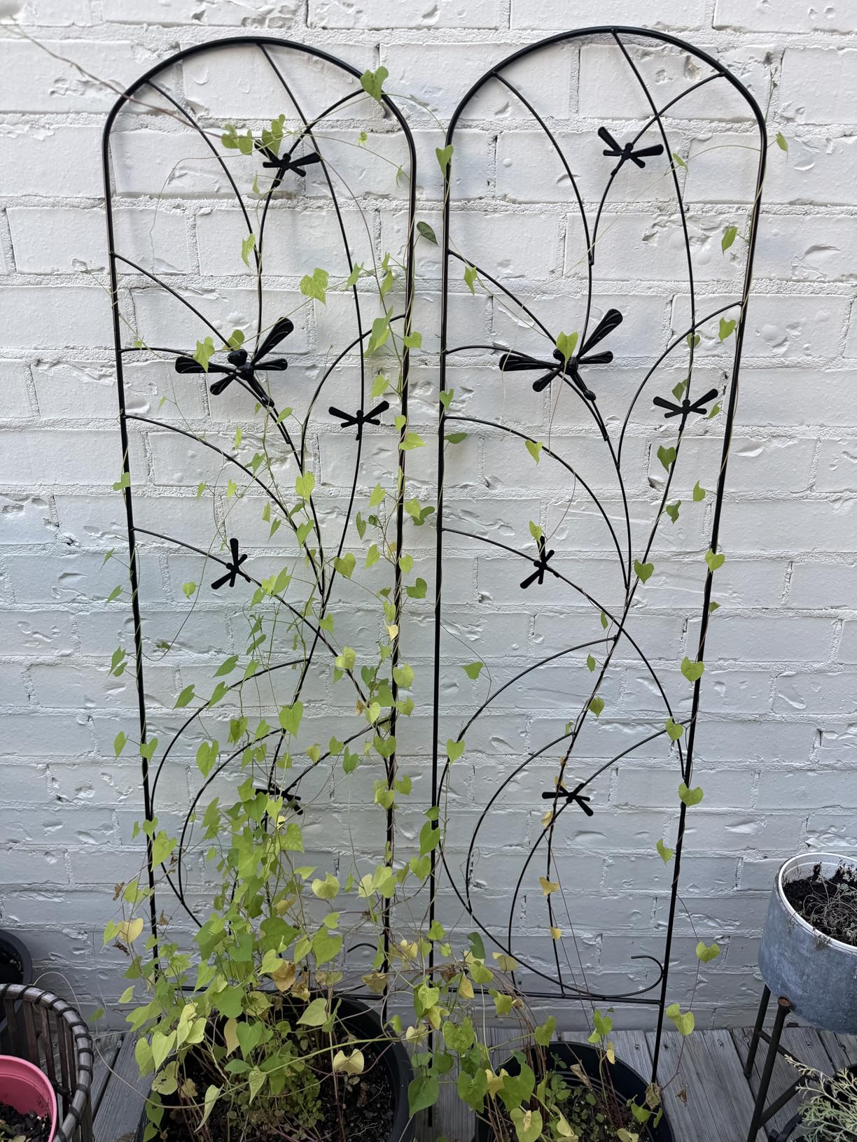 Sunnydaze 56-Inch Dragonfly Delight Outdoor Plant Trellis - Metal Garden Trellis for Climbing Plants - Set of 2 - Black customer photo 1