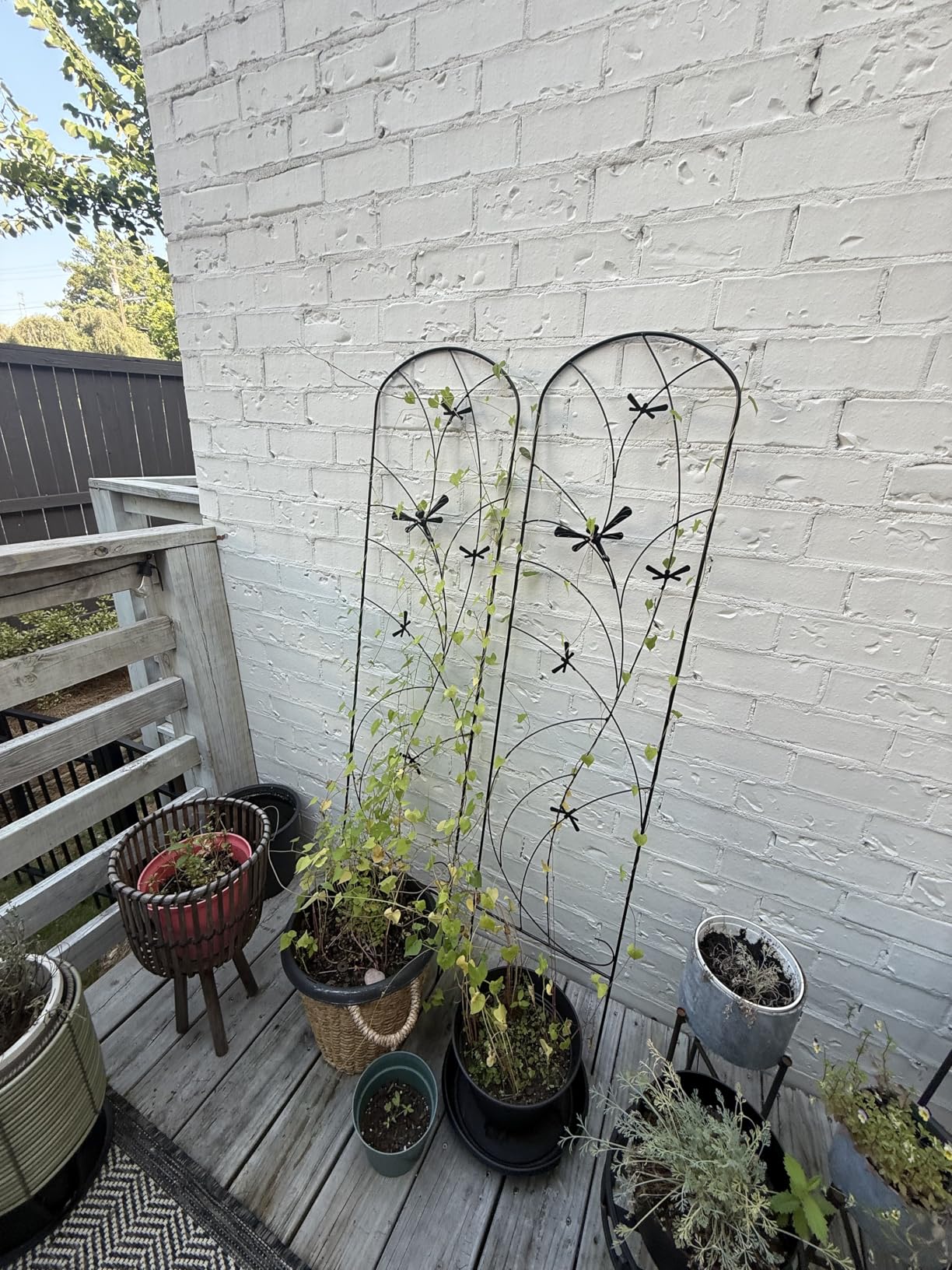 Sunnydaze 56-Inch Dragonfly Delight Outdoor Plant Trellis - Metal Garden Trellis for Climbing Plants - Set of 2 - Black customer photo 2