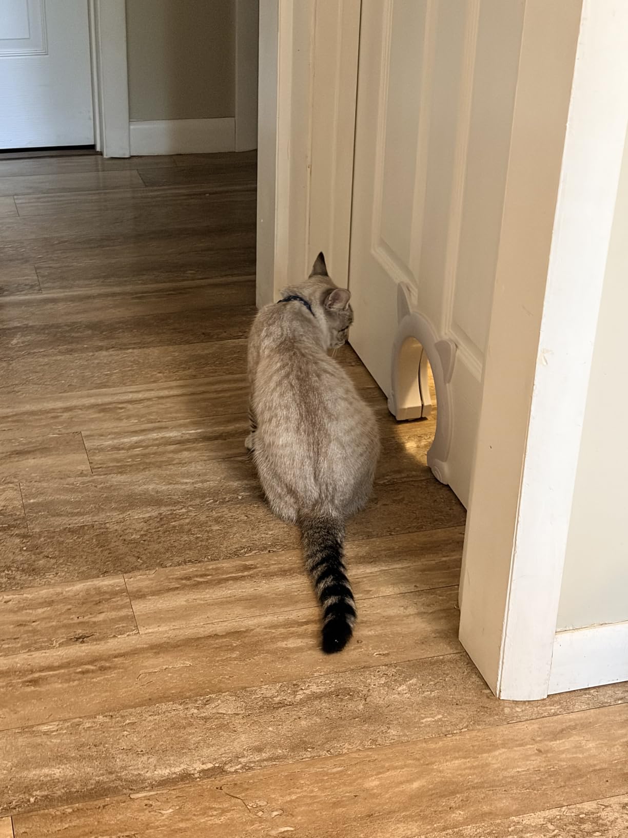 Indoor Cat Door, Cat Door for Interior Door, Pet Doors for Cat, Kitties and Kittens customer photo 2